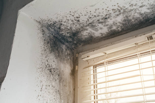 Trusted Black Mold Removal service in Winchester, TN - Cheap Mold Removal